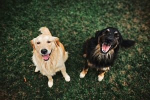 How to handle pet custody in divorce